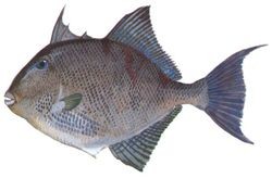 ocean triggerfish